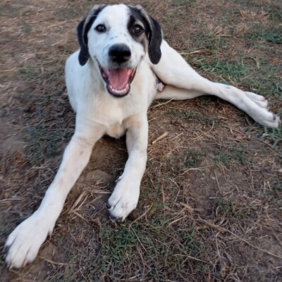 Jonas - eher der gemächliche Typ, gr. Schäferhund-Mischling - Rüde