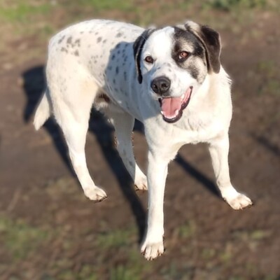 Jonas - eher der gemächliche Typ, gr. Schäferhund-Mischling - Rüde