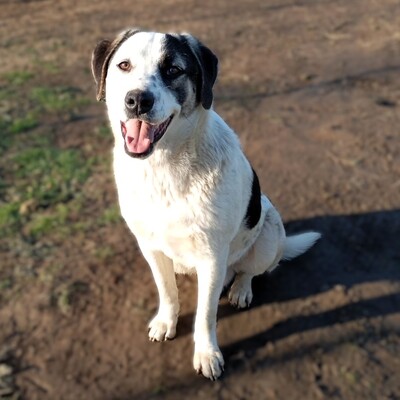 Jonas - eher der gemächliche Typ, gr. Schäferhund-Mischling - Rüde