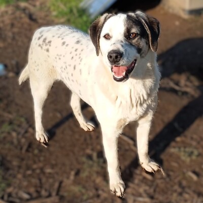 Jonas - eher der gemächliche Typ, gr. Schäferhund-Mischling - Rüde