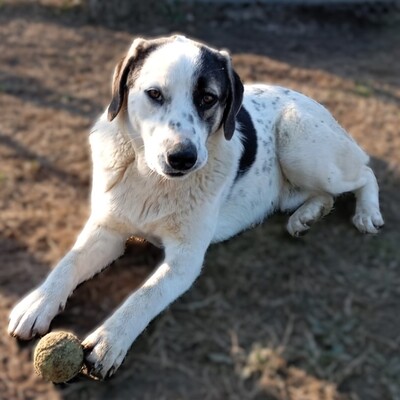 Jonas - eher der gemächliche Typ, gr. Schäferhund-Mischling - Rüde