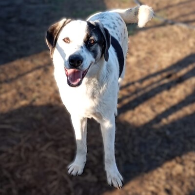 Jonas - eher der gemächliche Typ, gr. Schäferhund-Mischling - Rüde