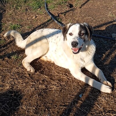 Jonas - eher der gemächliche Typ, gr. Schäferhund-Mischling - Rüde