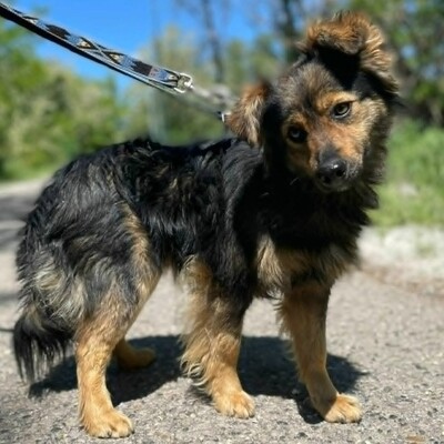 🐶Jonas  ist sehr freundlich und liebenswert und mag auch andere Hunde sehr gerne 💥