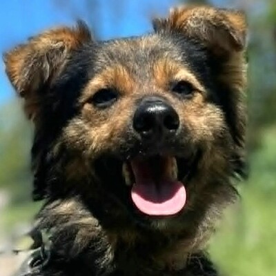 🐶Jonas ist sehr freundlich und liebenswert und mag auch andere Hunde sehr gerne 💥, Mischling - Rüde