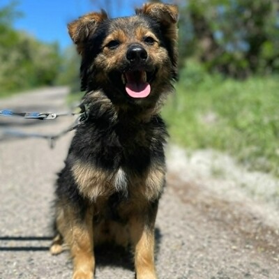 🐶Jonas ist sehr freundlich und liebenswert und mag auch andere Hunde sehr gerne 💥, Mischling - Rüde