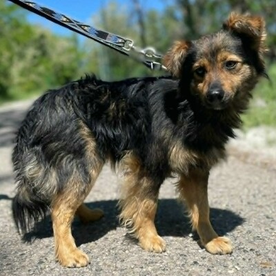 🐶Jonas ist sehr freundlich und liebenswert und mag auch andere Hunde sehr gerne 💥, Mischling - Rüde