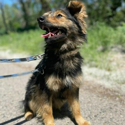 🐶Jonas ist sehr freundlich und liebenswert und mag auch andere Hunde sehr gerne 💥, Mischling - Rüde