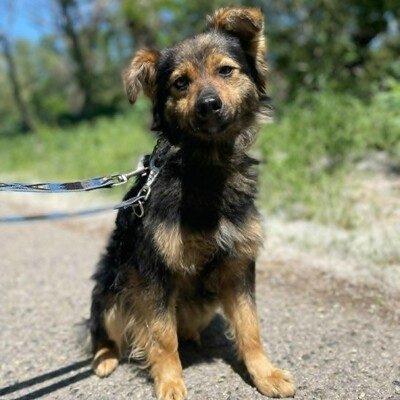 🐶Jonas ist sehr freundlich und liebenswert und mag auch andere Hunde sehr gerne 💥, Mischling - Rüde