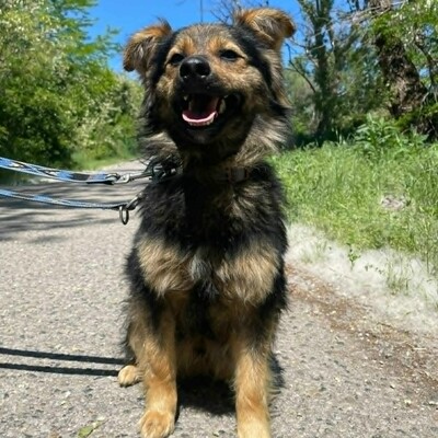 🐶Jonas ist sehr freundlich und liebenswert und mag auch andere Hunde sehr gerne 💥, Mischling - Rüde