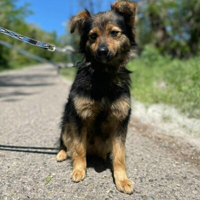 🐶Jonas ist sehr freundlich und liebenswert und mag auch andere Hunde sehr gerne 💥, Mischling - Rüde