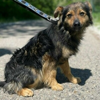 🐶Jonas ist sehr freundlich und liebenswert und mag auch andere Hunde sehr gerne 💥, Mischling - Rüde