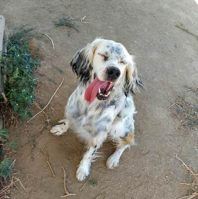 Jonathan - Abenteuerlustiger Rüde, ca. 2 Jahre/55cm/18kg, Setter Mischling - Rüde