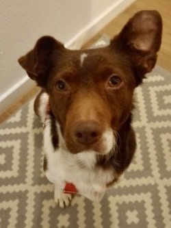 Jonathan, Mix - Rüde