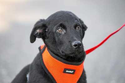 Joni - Aktiver Welpenbub, ca. 3 Monate/8kg, Mischling Welpen - Rüde