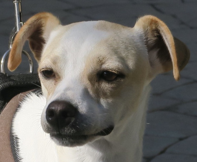 Jordan Bichota, Bodeguero Mix - Rüde