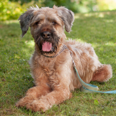 Jordino, Briard - Rüde