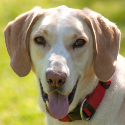 Jordy, Mischling - Rüde