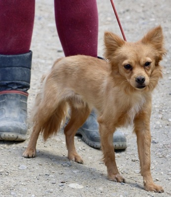 Jorgito, Mix - Rüde