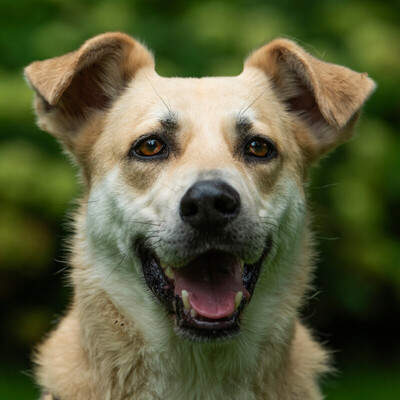 Joschi, Mischling - Rüde