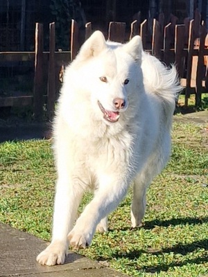 Joschiko, Husky-Malamute Mix - Rüde