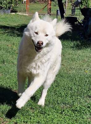 Joschiko, Husky-Malamute Mix - Rüde