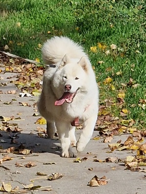 Joschiko, Husky-Malamute Mix - Rüde