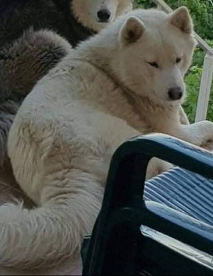 Joschiko, Husky-Malamute Mix - Rüde