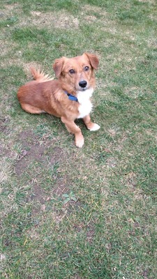 Josef – Ein kleines Wunder auf dem Weg zurück ins Leben 🐾❤️