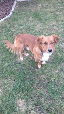 Josef – Ein kleines Wunder auf dem Weg zurück ins Leben 🐾❤️, Mischling - Rüde