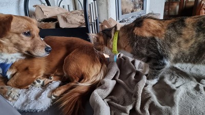 Josef – Ein kleines Wunder auf dem Weg zurück ins Leben 🐾❤️, Mischling - Rüde