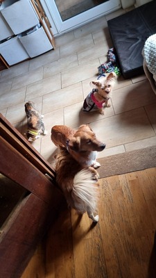 Josef – Ein kleines Wunder auf dem Weg zurück ins Leben 🐾❤️, Mischling - Rüde