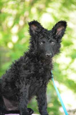 Joseph sucht sein Für-Immer-Zuhause, Mudi Welpen - Rüde