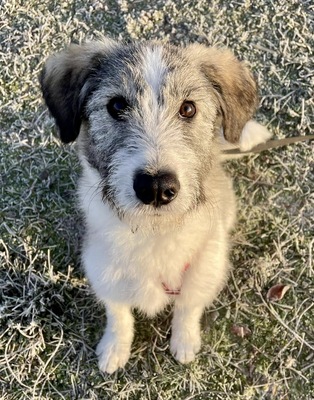 Joshi/Elian, Mix - Rüde