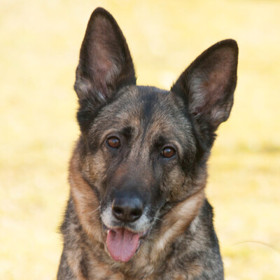 Josia, Schäferhund - Hündin