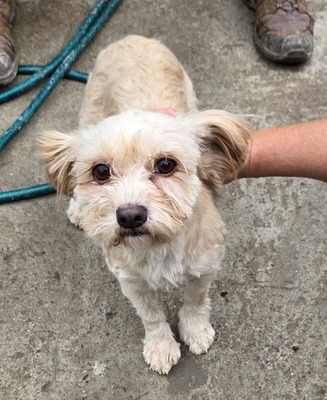 Josie, Mix - Hündin