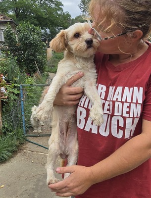 Josie, Mix - Hündin