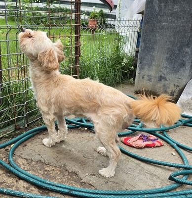 Josie, Mix - Hündin