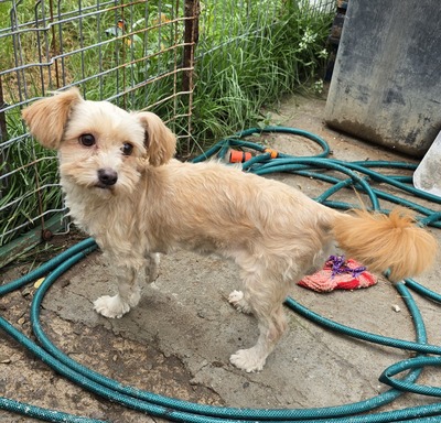 Josie, Mix - Hündin