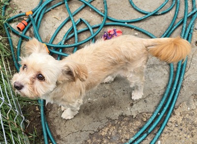 Josie, Mix - Hündin