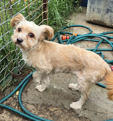 Josie, Mix - Hündin