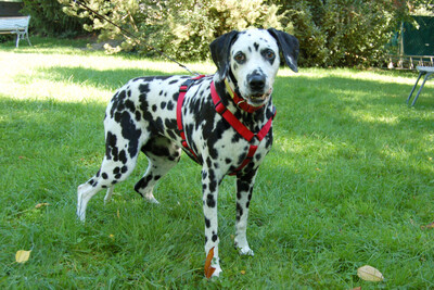 Josy Da, Dalmatiner - Hündin