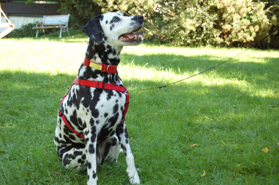 Josy Da, Dalmatiner - Hündin