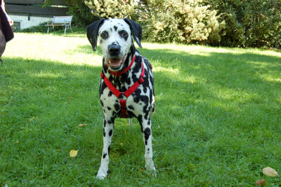 Josy Da, Dalmatiner - Hündin