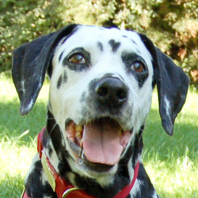 Josy Da, Dalmatiner - Hündin