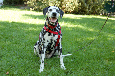 Josy Da, Dalmatiner - Hündin