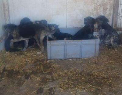 Josy, Mischling Welpen - Hündin