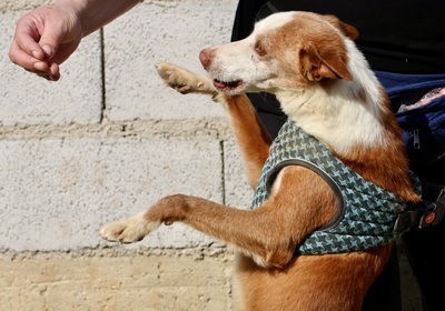 Jota - NOTFALL -, Mix - Rüde