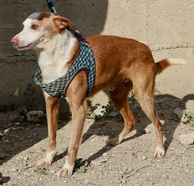 Jota - NOTFALL -, Mix - Rüde