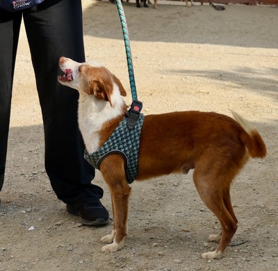 Jota - NOTFALL -, Mix - Rüde